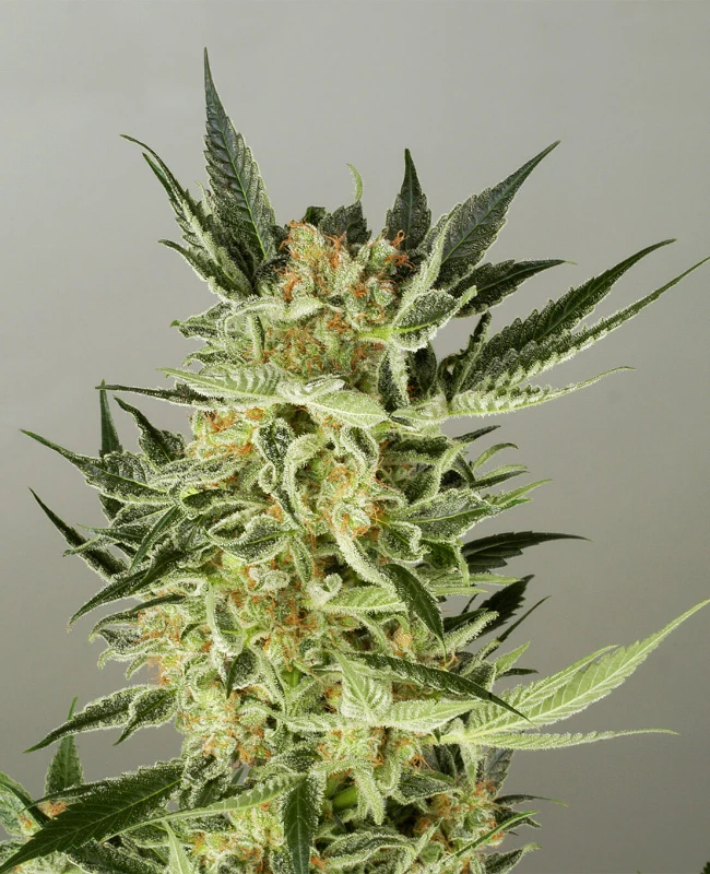 AK48 Autoflowering Hanfsamen
