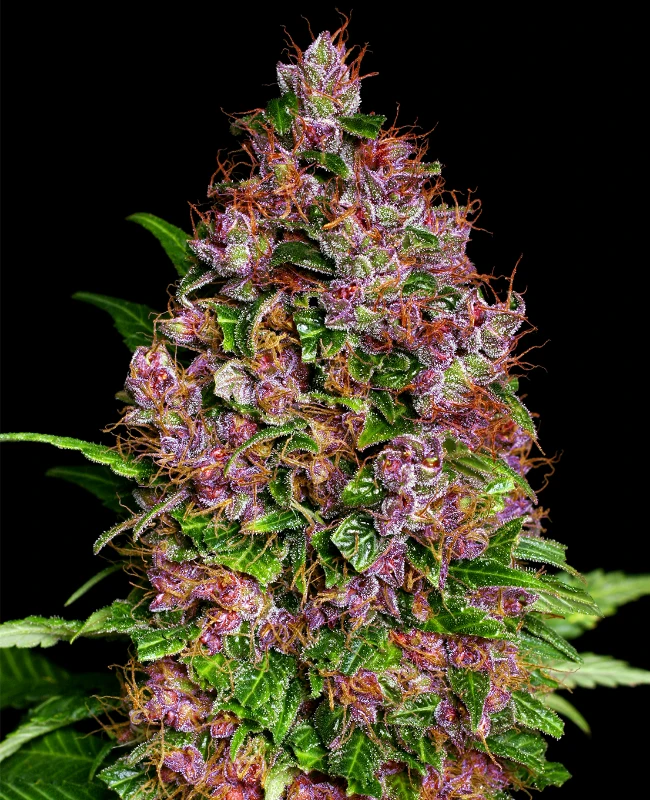 Purple Bud Feminisierte Hanfsamen