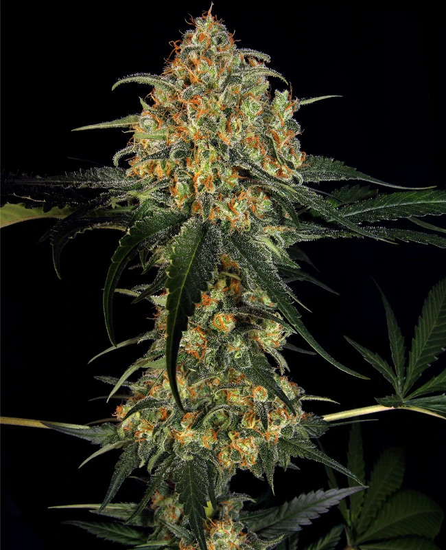 Super Skunk Hanfsamen